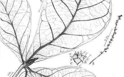 Ilustrasi Divisi Botani Genbinesia Masuk Pameran Margaret Flockton Award 2021
