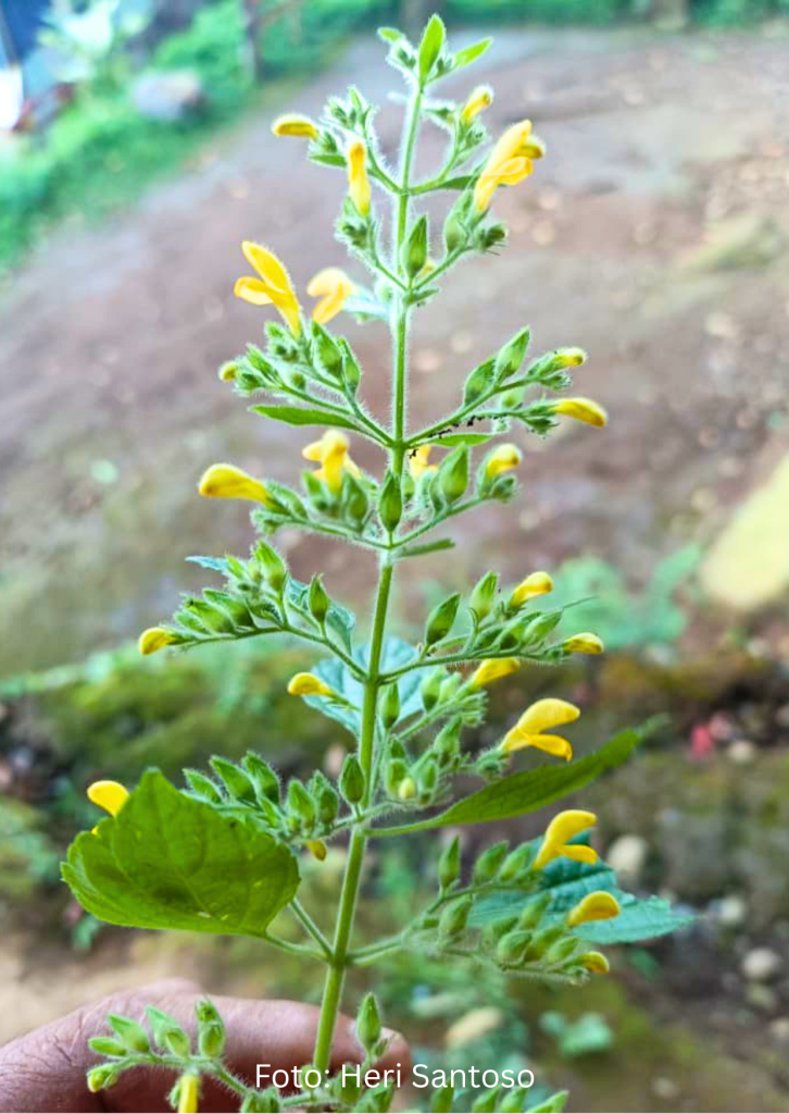 bunga Microtoena javensis